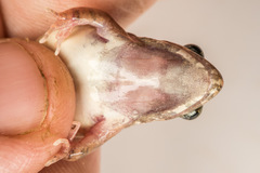 Minervarya nepalensis