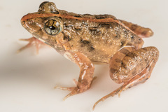 Minervarya nepalensis