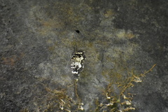 Trichodezia californiata