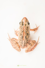 Minervarya nepalensis