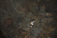 Trichodezia californiata