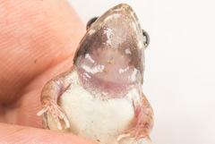 Minervarya nepalensis