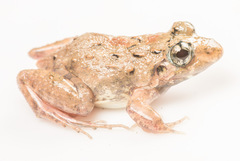 Minervarya nepalensis