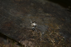 Trichodezia californiata