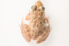 Minervarya nepalensis