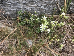 Mononeuria groenlandica