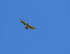 Buteo albigula