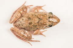 Minervarya nepalensis