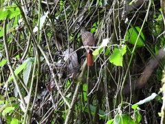 Thripadectes holostictus