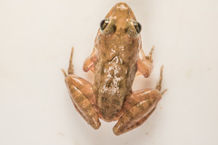 Minervarya nepalensis