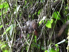 Thripadectes holostictus