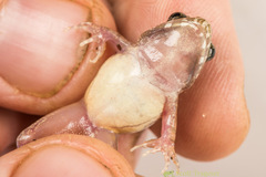 Minervarya nepalensis