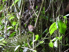 Thripadectes holostictus