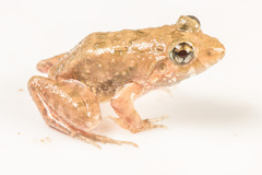 Minervarya nepalensis