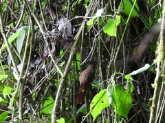 Thripadectes holostictus