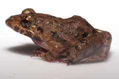 Minervarya nepalensis