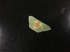 Nemoria astraea