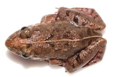 Minervarya nepalensis