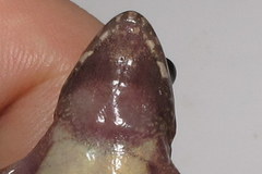 Minervarya nepalensis