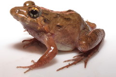 Minervarya nepalensis