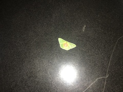 Nemoria astraea