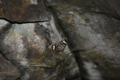 Trichodezia californiata