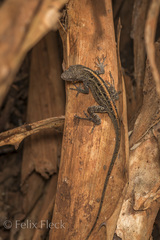 Anolis sagrei sagrei