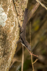 Anolis homolechis