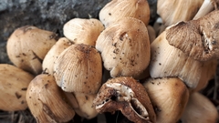 Coprinellus