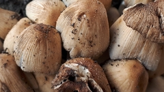 Coprinellus
