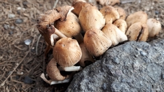 Coprinellus