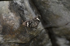 Trichodezia californiata