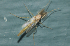 Chironomus staegeri