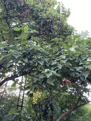 Paulownia tomentosa