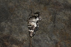 Trichodezia californiata