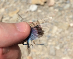 Trimerotropis cyaneipennis