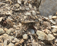 Trimerotropis cyaneipennis