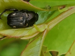 Strigoderma pygmaea image