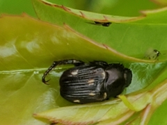 Strigoderma pygmaea image
