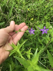 Triodanis perfoliata