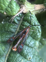 Carmenta rubricincta