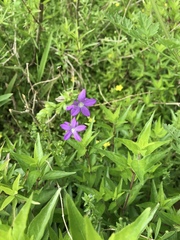 Triodanis perfoliata