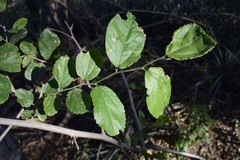 Celtis chichape