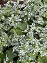 Lamium galeobdolon flavidum