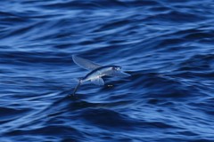 Exocoetidae