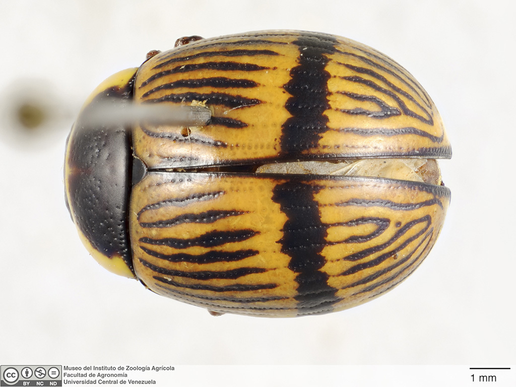 Deuterocampta