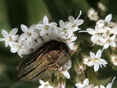 Acmaeodera cuprina