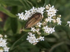 Acmaeodera cuprina