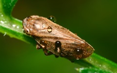 Philaenini