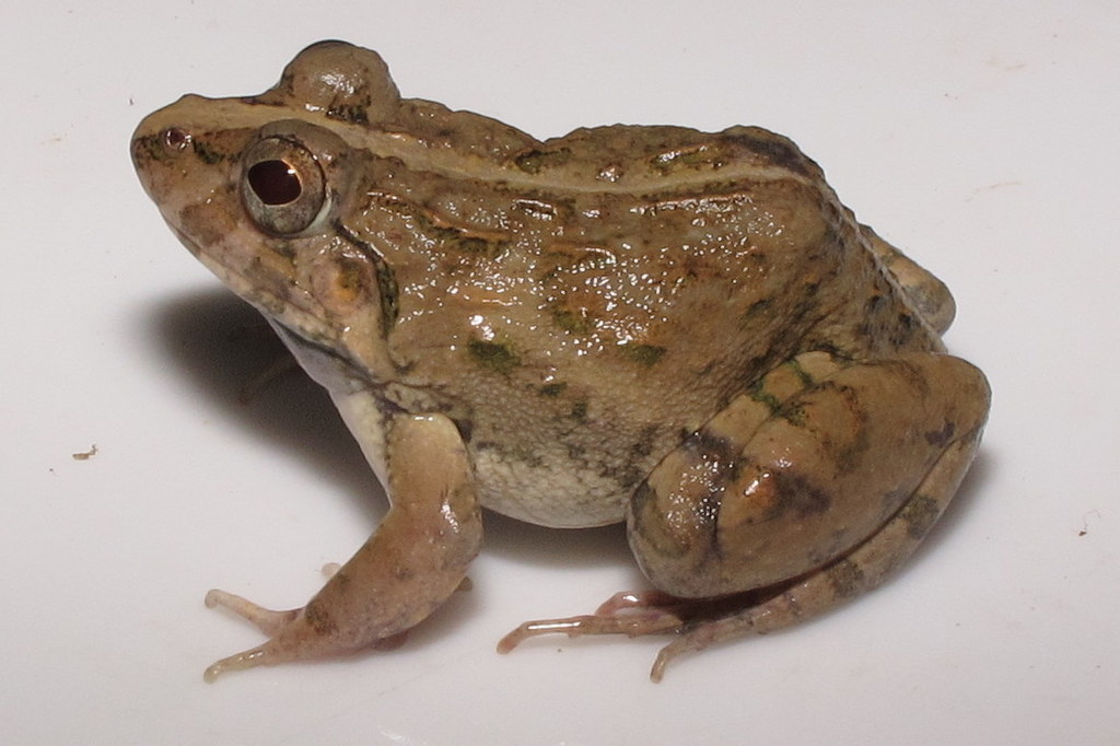 Orissa Frog